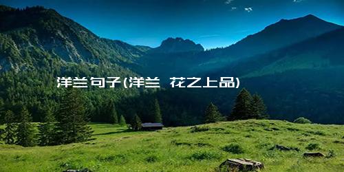 洋兰句子(洋兰 花之上品)